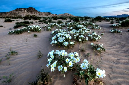 Cadiz Dunes Wilderness photo