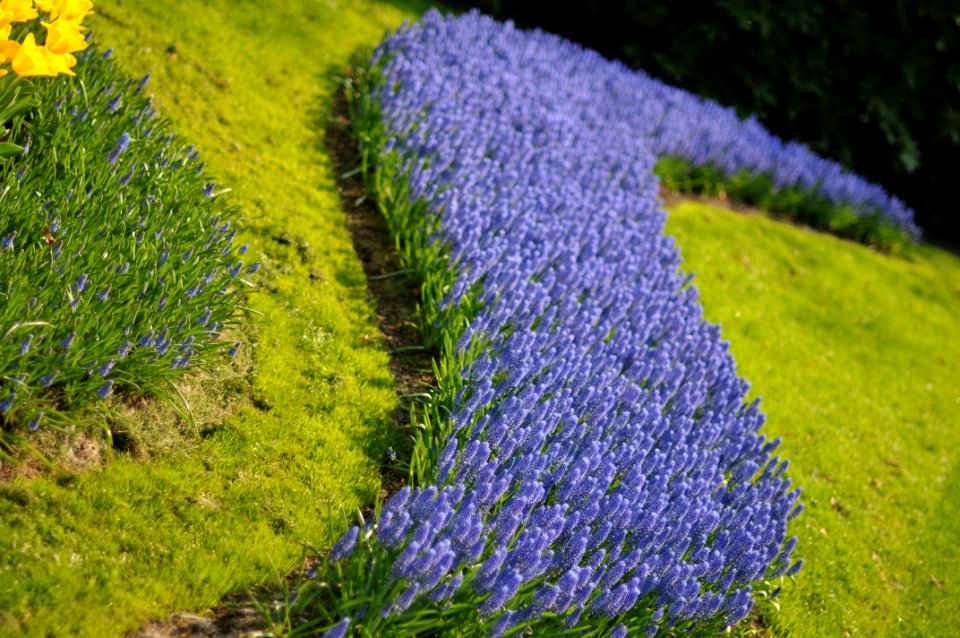 gnuckx11041660 - Keukenhof Holland Creative Commons by gnuckx