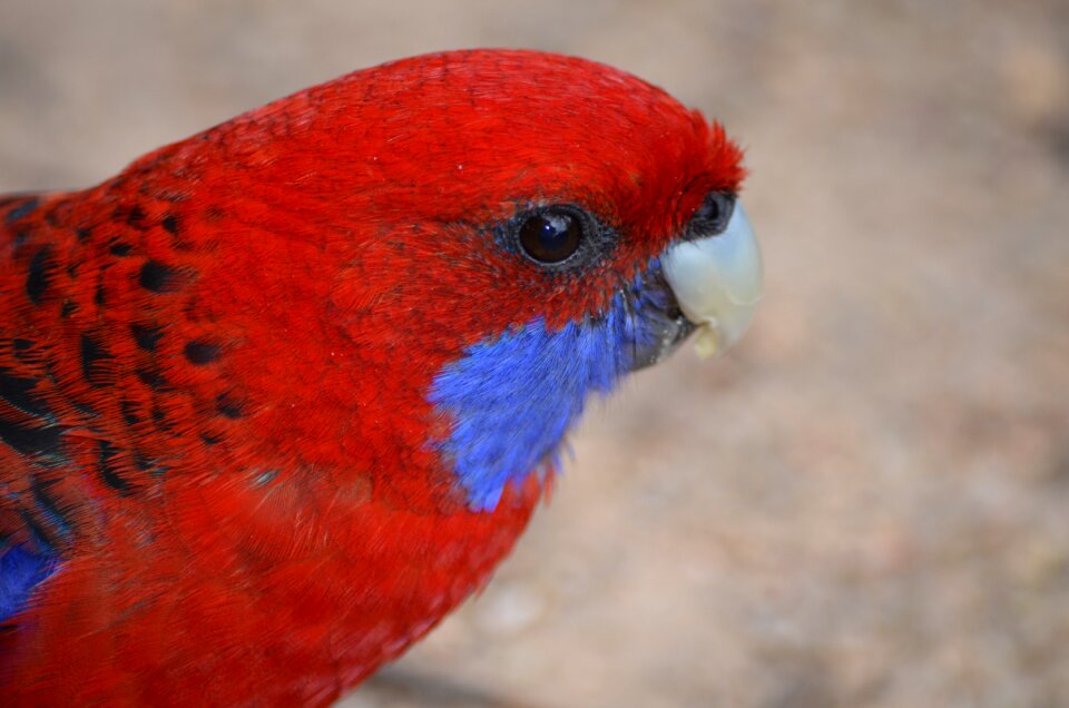 Red wildlife colorful