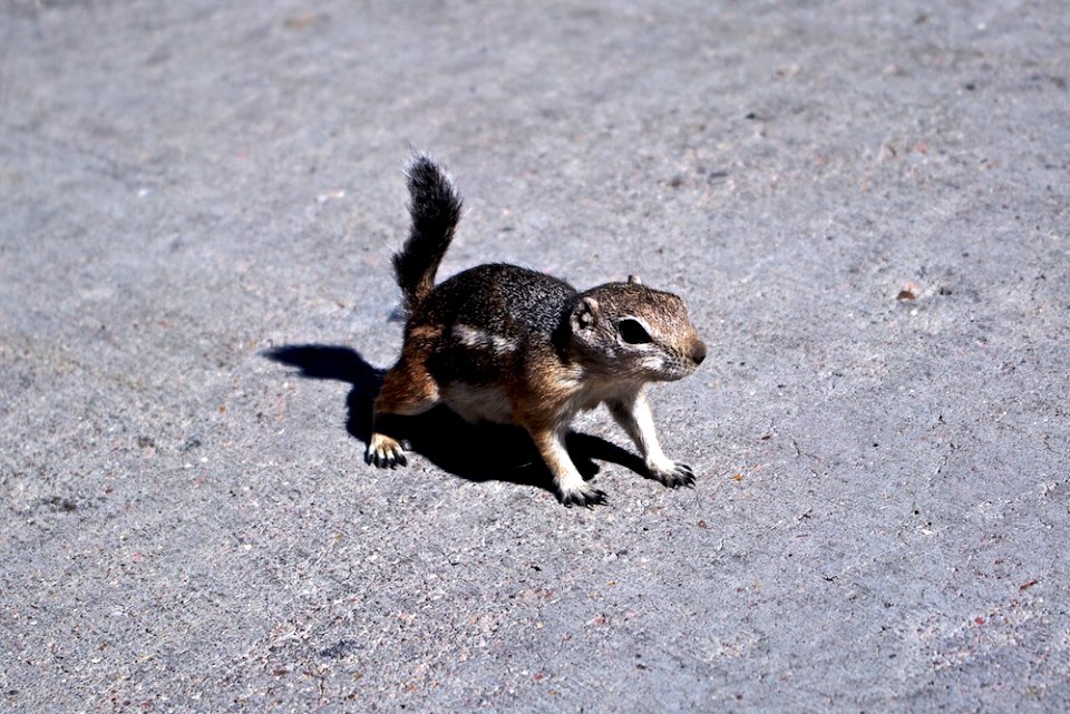 antelope squirrel