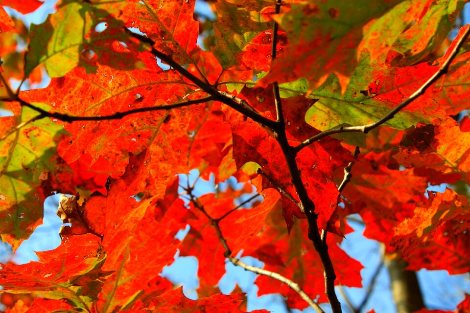 Orange nature tree