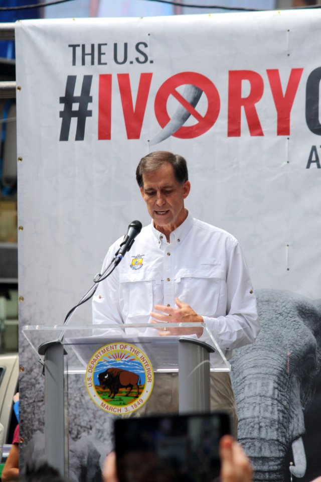 New York Ivory Crush 2015