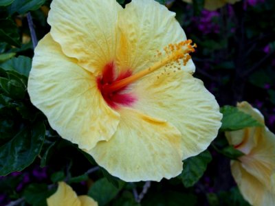 Yellow Hibiscus Flower-Taormina-Sicilia-Italy-Castielli CC0 HQ