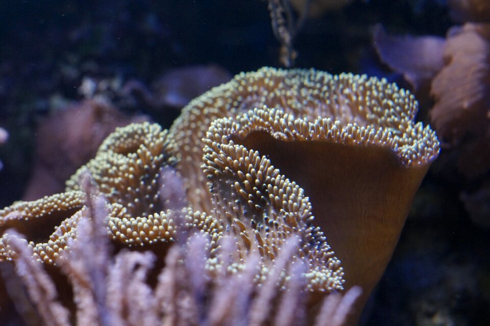 Ocean underwater sea photo