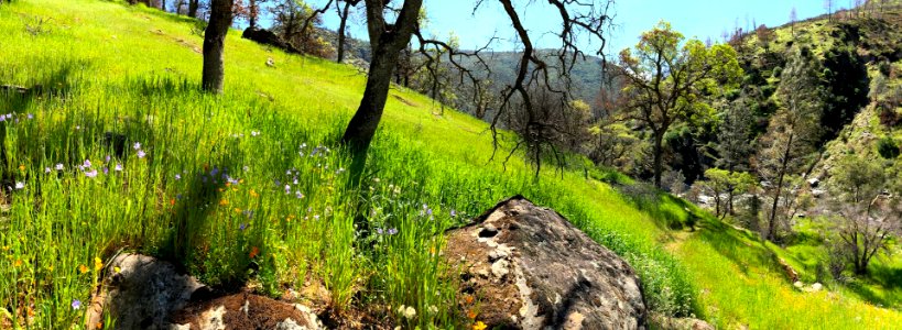 April 2018 Super Bloom along North Fork Merced