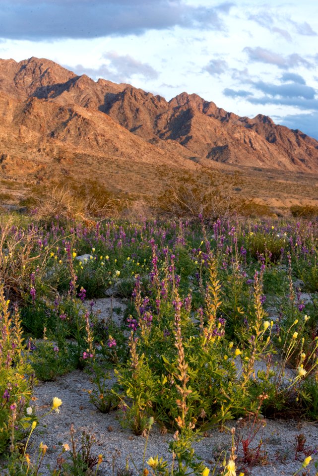 Sheephole Valley Wilderness