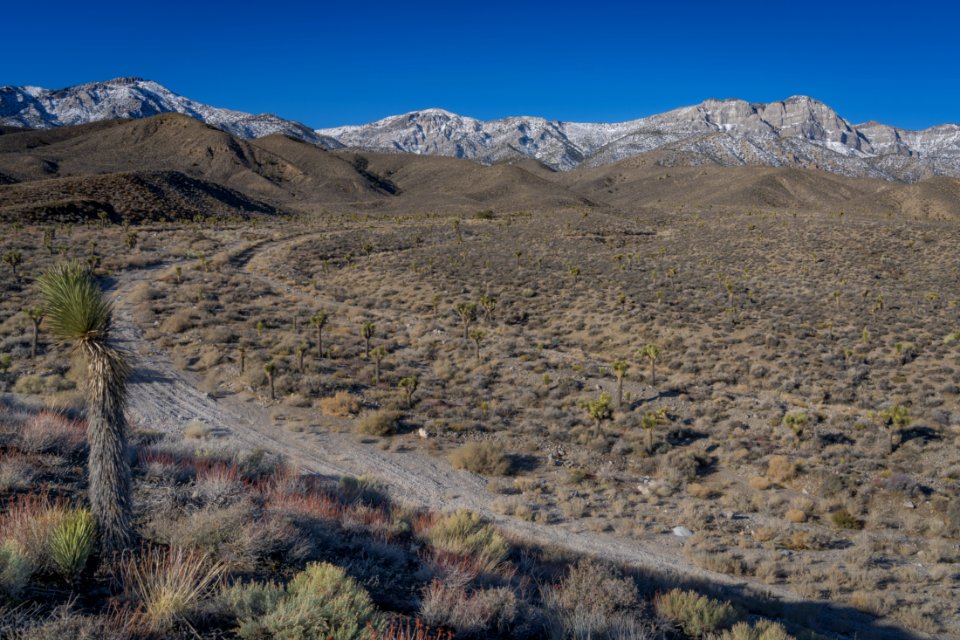 Inyo Mountain Wilderness