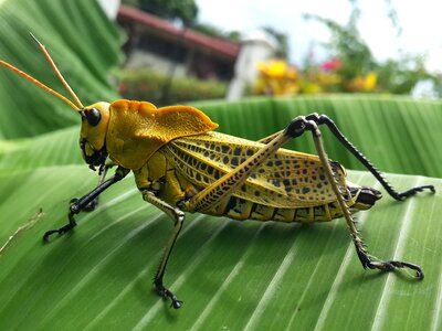 Lobster nature insect