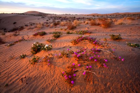 North Algodones Dunes Wilderness photo