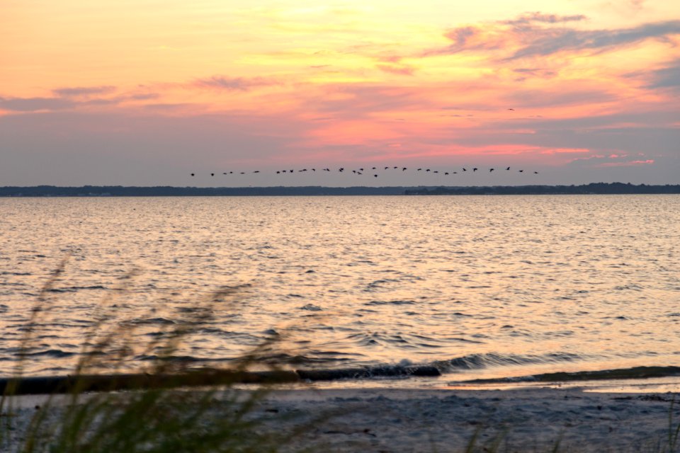 Bethany Beach Firefly Survey - 2019