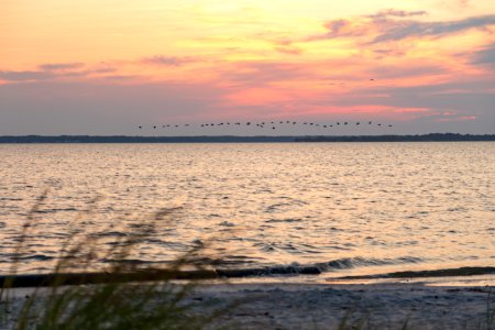 Bethany Beach Firefly Survey - 2019