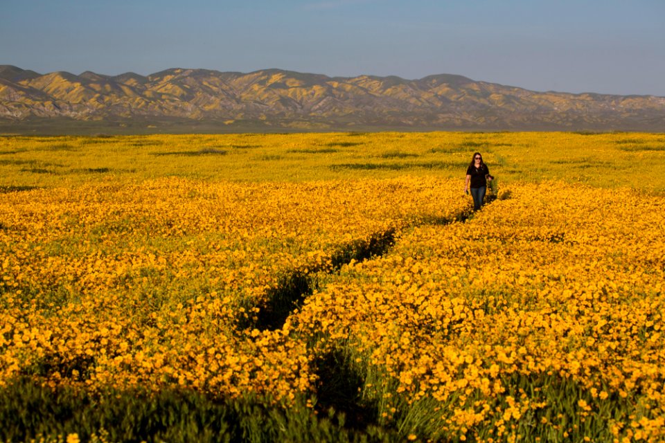 Super Bloom 2017 at Carrizo Plain National Monument