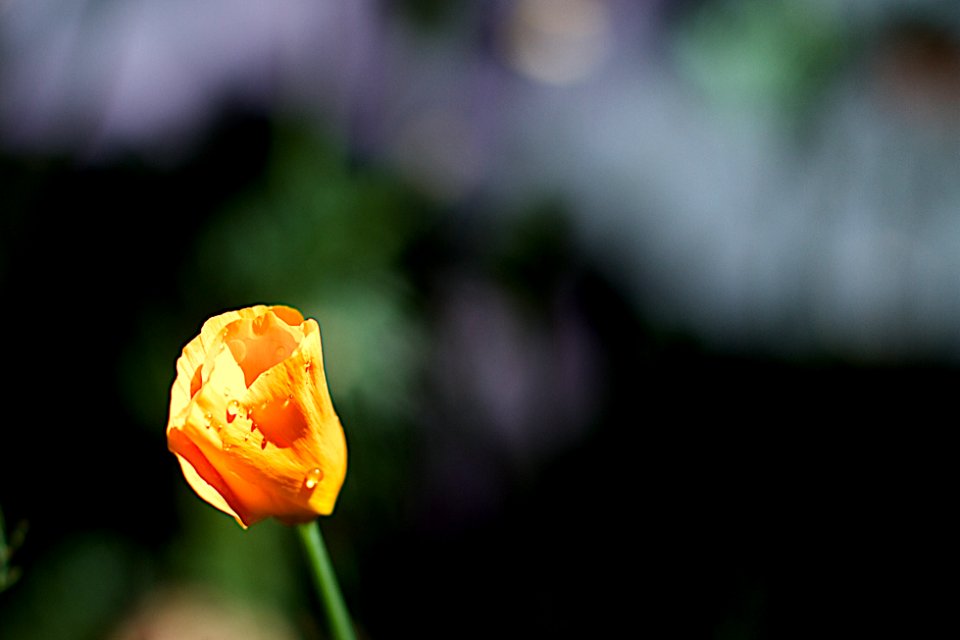Poppy In Awe