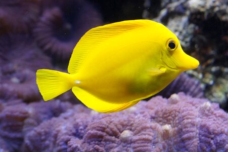 Fish underwater world underwater