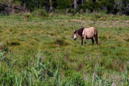 Chincoteague National Wildlife Refuge