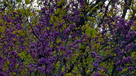 Berryessa Snow Mountain National Monument Dedication Celebration