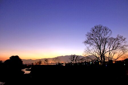 Tree dusk dawn