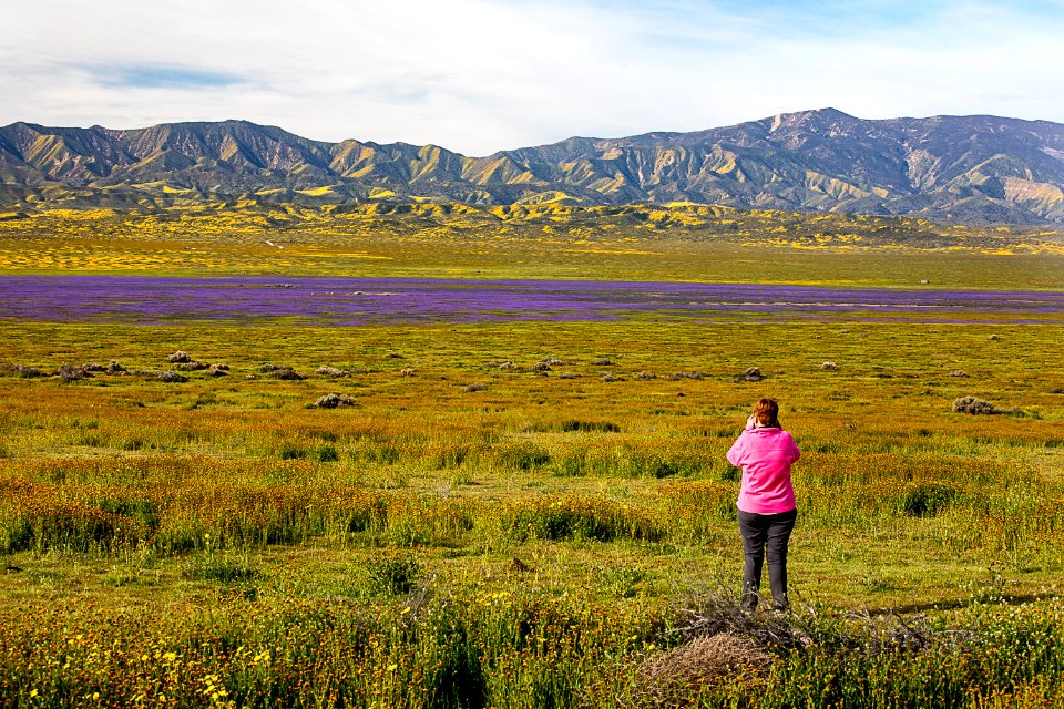 April 2019 Wildflowers at Carrizo Plain National Monument