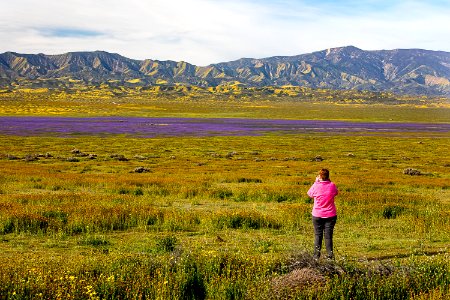 April 2019 Wildflowers at Carrizo Plain National Monument