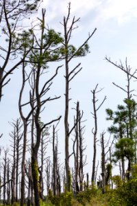 Chincoteague National Wildlife Refuge