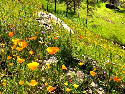 April 2018 Super Bloom along North Fork Merced