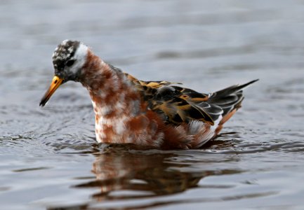 Red-necked Phalaropes