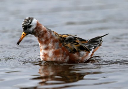 Red-necked Phalaropes photo