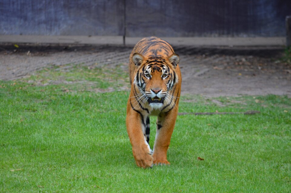 Jungle animals cat zoo