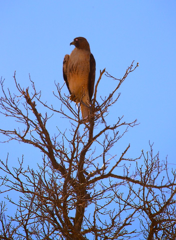 Hawk in Tree by Esther Livingston