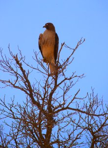 Hawk in Tree by Esther Livingston