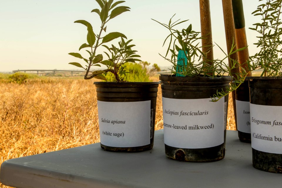 San Diego Bay National Wildlife Refuge - Wilkweed Planting Event