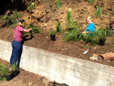 #NPLD 2017: Planting Native Plants