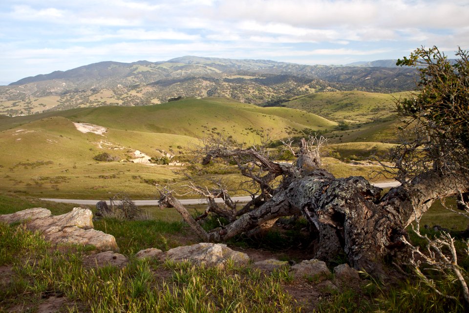 Gnarled Tree at Fort Ord