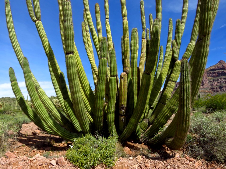 Organ Pipe Cactus NM in AZ