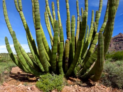 Organ Pipe Cactus NM in AZ photo