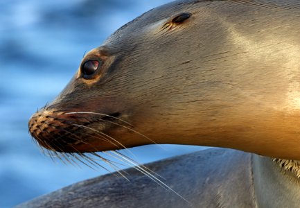 Sea Lion photo