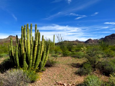 Organ Pipe Cactus NM in AZ