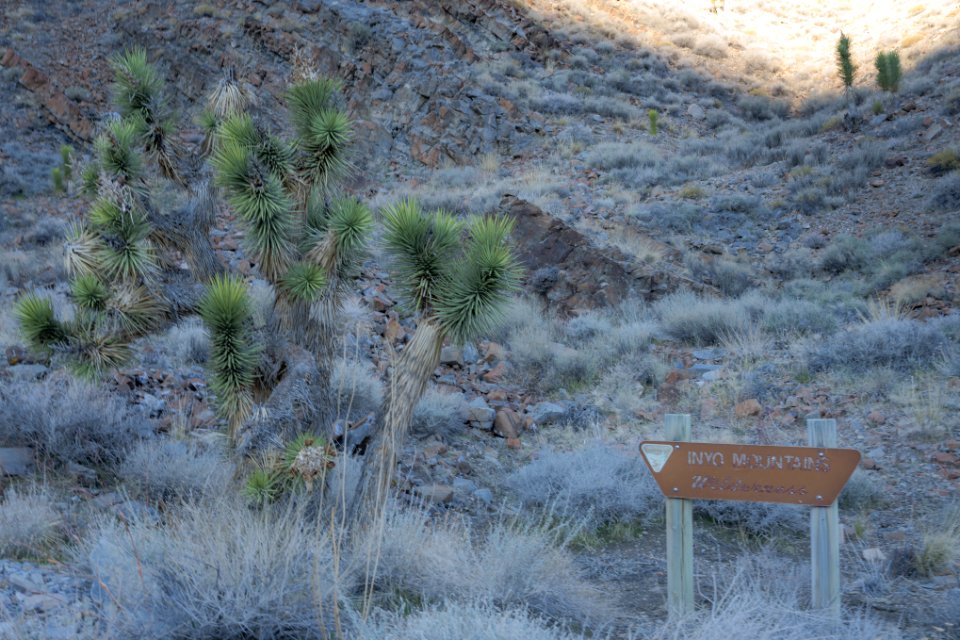 Inyo Mountain Wilderness