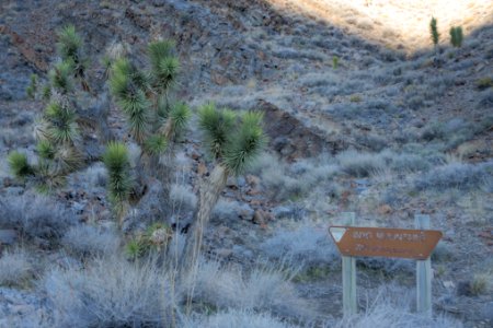 Inyo Mountain Wilderness photo