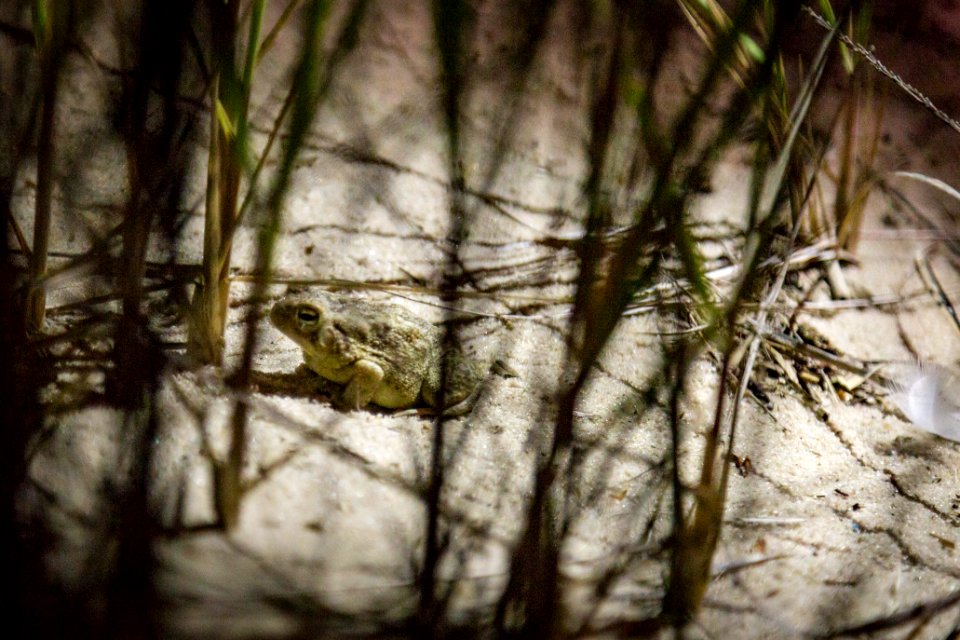 Bethany Beach Firefly Survey - 2019