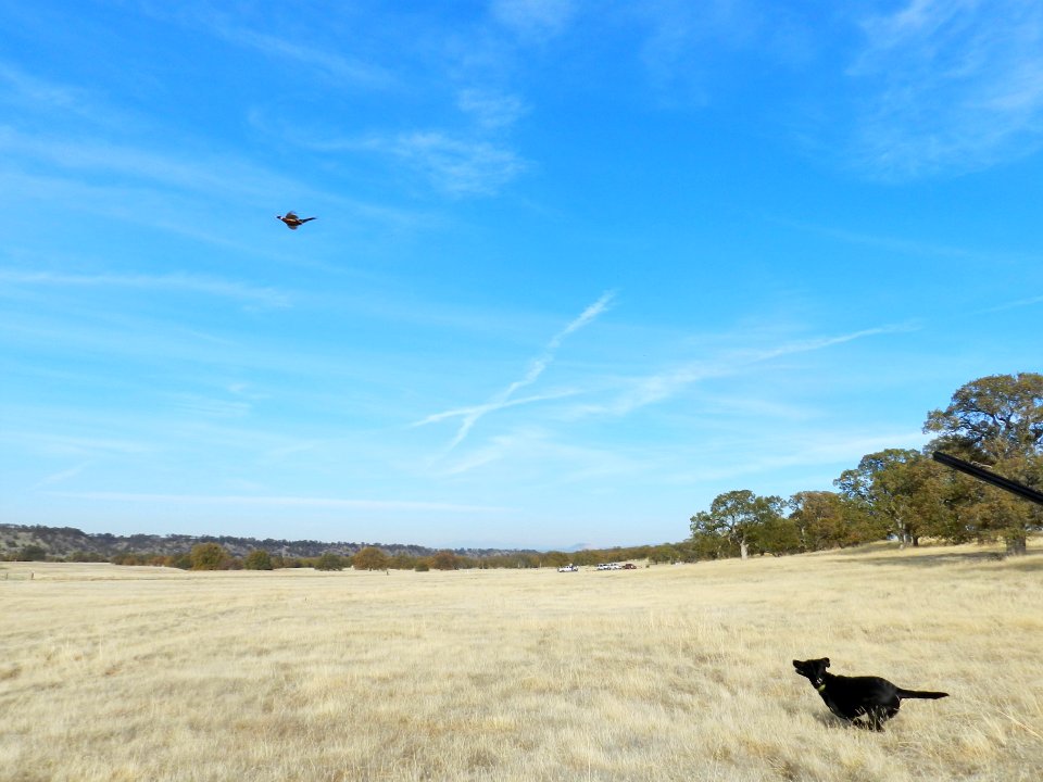 A Hunting Tradition, the Sacramento River Bend Annual Pheasant Hunt