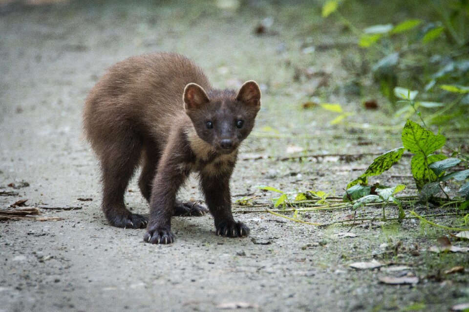 Predator animal hunter