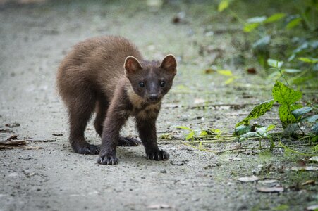 Predator animal hunter