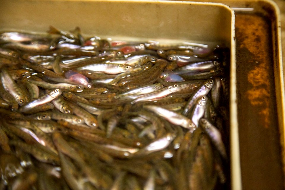 Little White Salmon Fish Hatchery