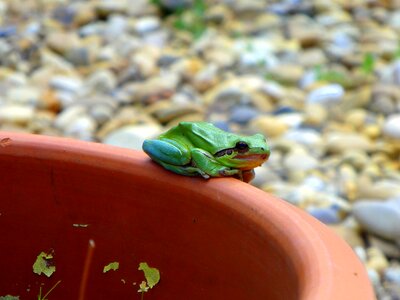Green animal nature