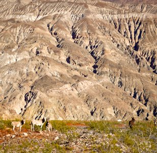 Panamint Valley Burros photo