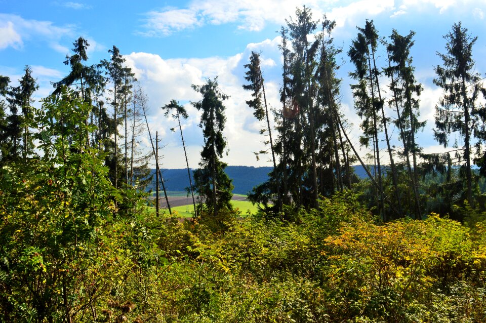 Landscape green autumn forest