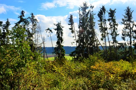 Landscape green autumn forest photo