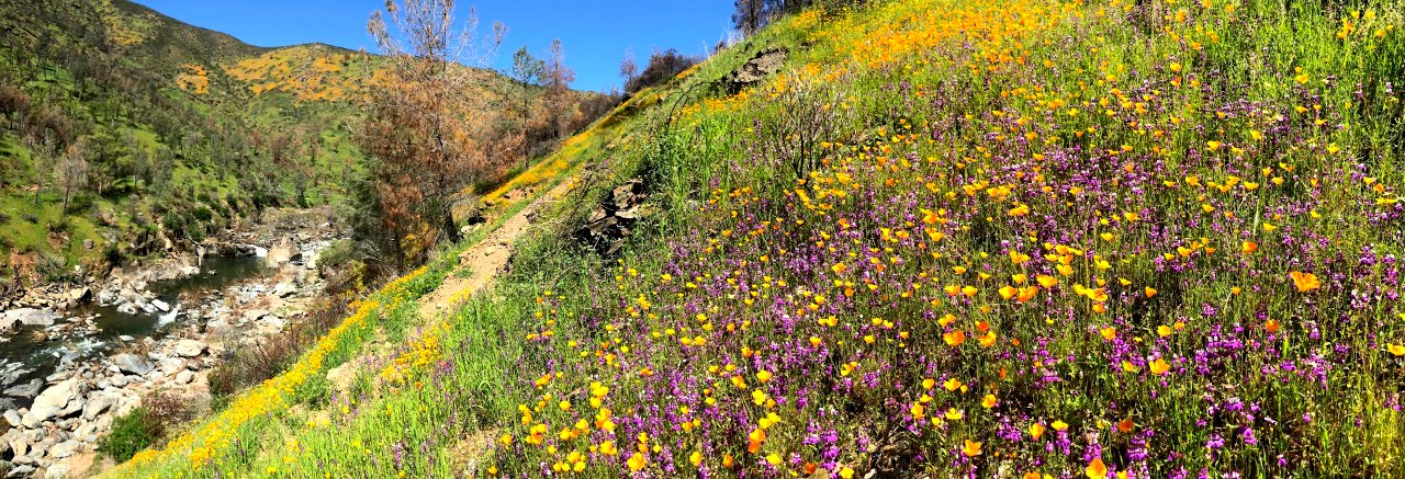 April 2018 Super Bloom along North Fork Merced
