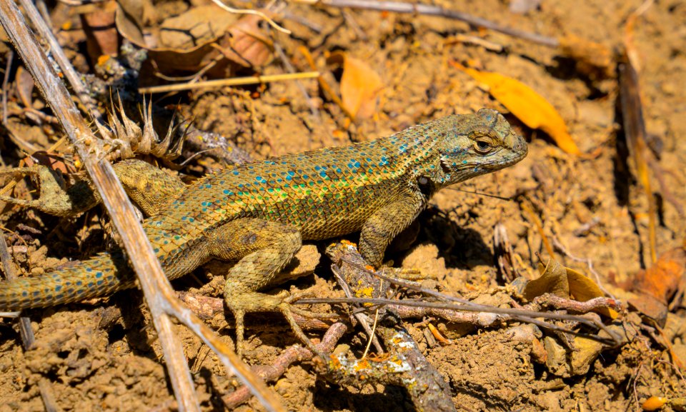 Western Sagebrush Lizard